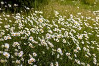 Margaritenblüte