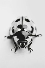 Lieveheersbeestje van Poster Art Shop