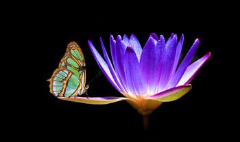 Siproeta stelenes auf Blaulilie