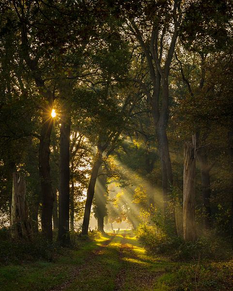 Et il y avait de la lumière ! par Bekiekhet.nl