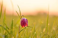 Schachblumeauf einer Wiese während eines schönen Sonnenaufgangs im Frühling von Sjoerd van der Wal Fotografie Miniaturansicht