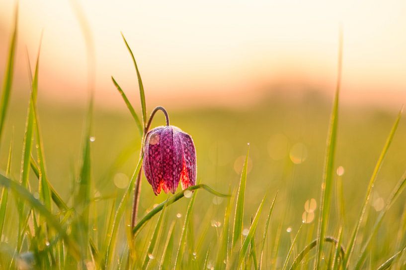 Schachblumeauf einer Wiese während eines schönen Sonnenaufgangs im Frühling von Sjoerd van der Wal Fotografie