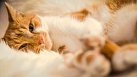 Lazy cat