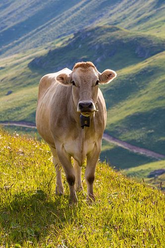 Cow on the pasture in Grauünden, Switzerland