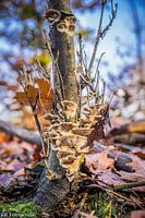 eccentric mushrooms