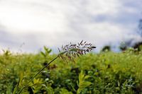 Zaadkop van een gras met dauwdruppels