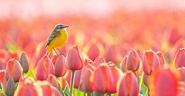 Tulpen von Marian Le Pair - van Os