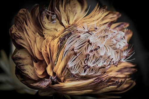 Strohblume im Herbst