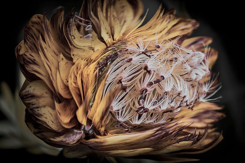 Straw flower in autumn by Jenco van Zalk