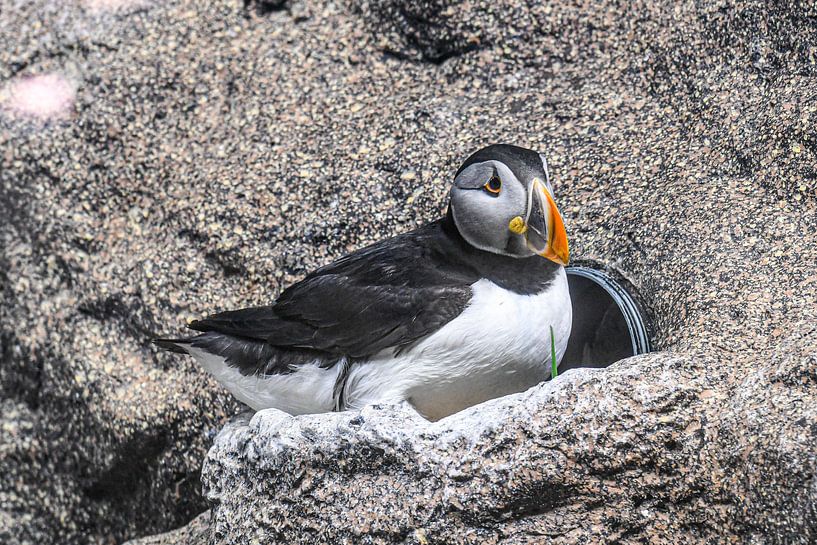 Puffins par Robert Styppa