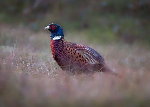 Porträt eines männlichen Fasans