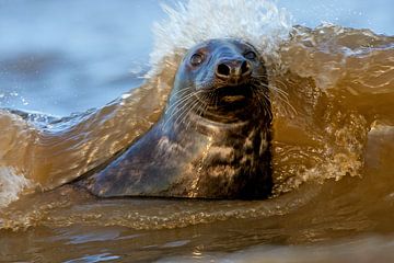 Grey seal breaks through the surf by Jeroen Stel