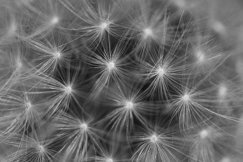 Close up of a dead dandelion by Audrey Nijhof