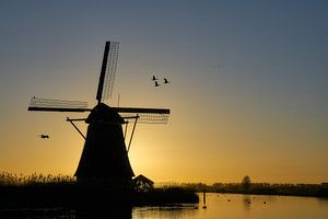 Oiseaux matinaux au lever du soleil à Kinderdijk