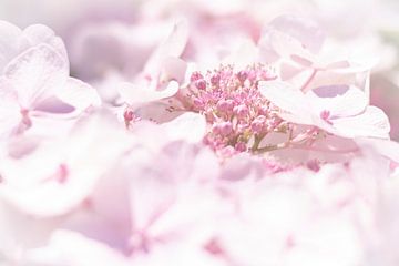 Roze Hortensia in soft focus van Mario Brussé Fotografie