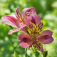 Bloemen van de Alstroemeria-lelie
