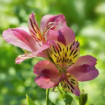 Bloemen van de Alstroemeria-lelie van Marion Engelhardt