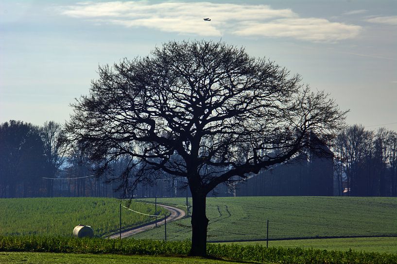 Boomstilleven 3 van Edgar Schermaul