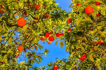 Mandarines à Valence