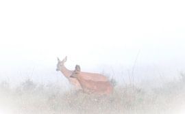 2 deer in the fog