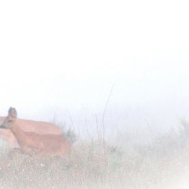 2 cerfs dans le brouillard sur Petra De Jonge