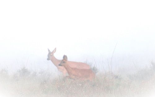 2 reeën in de mist
