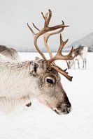 Rendier Met Gewei in Noorwegen - Noors Lapland Reisfotografie Print