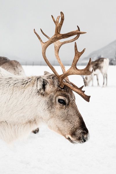 Renne avec des bois en Norvège par Henrike Schenk