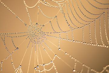 Spinnenweb met dauw van Kim Meijer