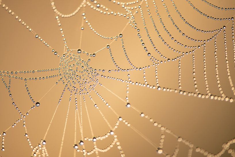 Spinnennetz mit Tau von Kim Meijer