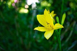 yellow lily with beautiful bokeh by Martin Köbsch