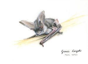 Hören, was andere nicht sehen – Graues Langohr (Plecotus austriacus)