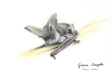 Hören, was andere nicht sehen – Graues Langohr (Plecotus austriacus)