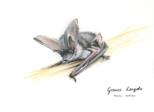 Hören, was andere nicht sehen – Graues Langohr (Plecotus austriacus)
