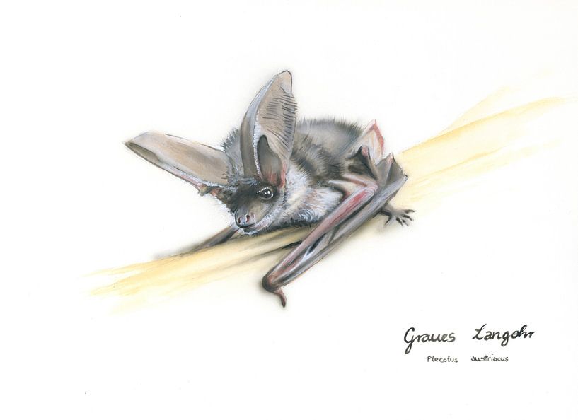 Hören, was andere nicht sehen – Graues Langohr (Plecotus austriacus) von WeltReisender Magazin