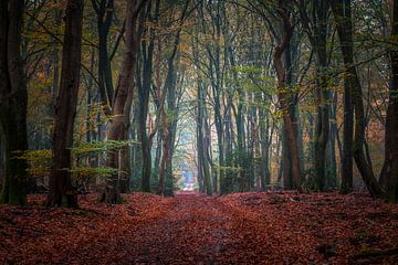 Speulderbos - 3 van Nuance Beeld