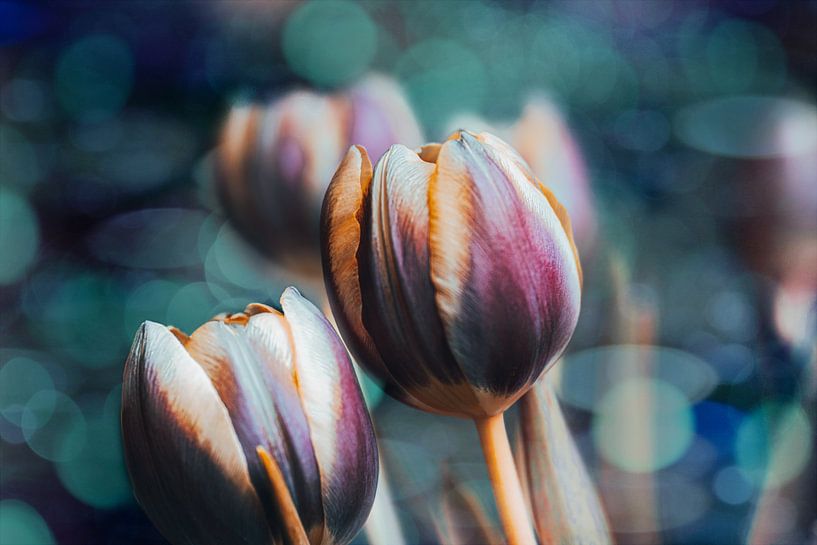 Tulips by Sabine Schemken