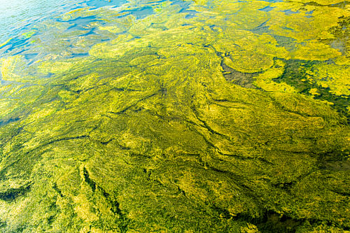 A sea of seaweed