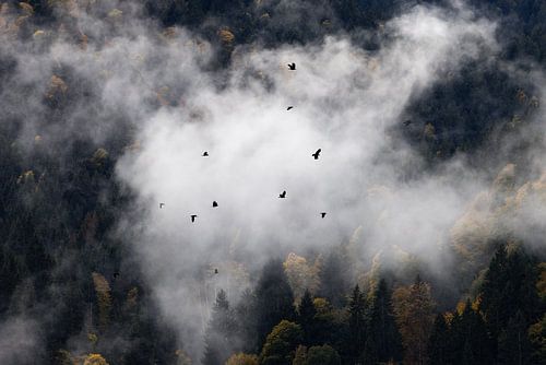 Mistig Bos 8