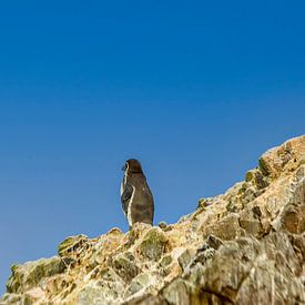 Manchot de Humboldt à l'affût sur Patricia Hofmeester