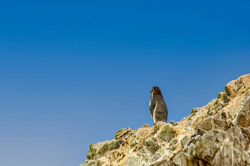 Humboldt penguin on the lookout