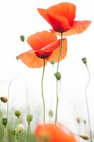 Mohn - Papaver 2022 - 11