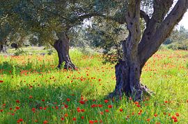Lente in zuid Italië van Tony Van de Velde