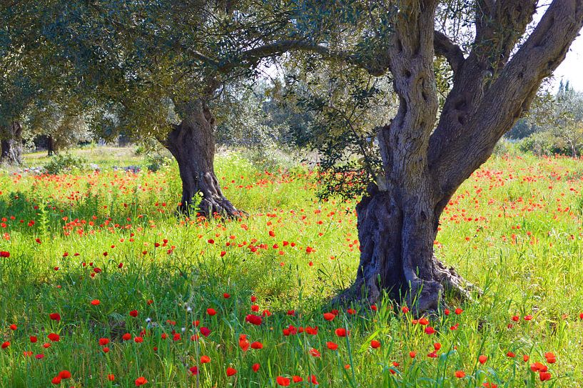 Spring in southern Italy by Tony Van de Velde
