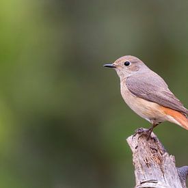 Common Redstart by Babs Boelens