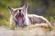 The laziest fox of all  van Pim Leijen thumbnail