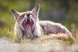 The laziest fox of all 