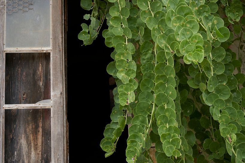 Hängender Teller im Fenster einer Ruine von Cor de Hamer