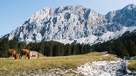 Uitzicht op de Zugspitze