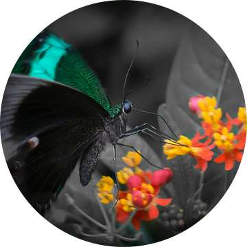 Macro beeld van een tropische vlinder op een gekleurde bloem tegen een grijze achtergrond van Wout Kok
